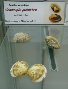 Venerupis pullastra