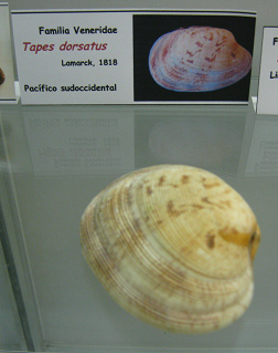 Tapes dorsatus