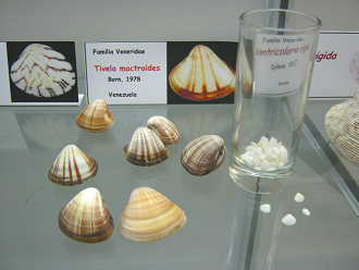 Tivela mactroides
