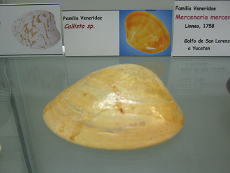 Callista sp