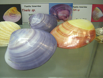 Tivela
                          sp