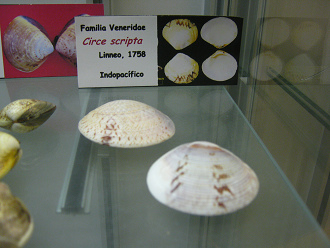 Circe scripta