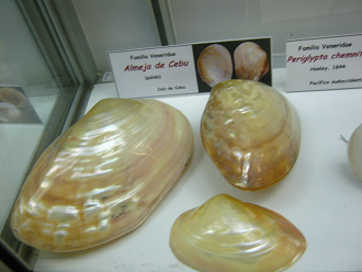 Almeja de Cebu