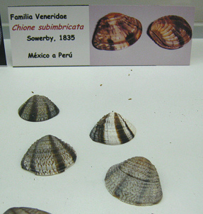 Chione subimbricata
