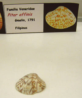 Pitar affinis
