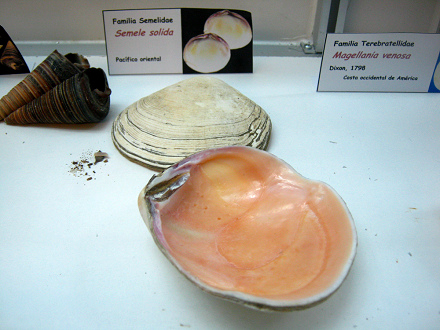 Semele solida