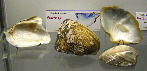 Pteria sp