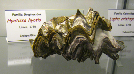 Hyotissa hyotis
