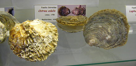 Ostrea edulis