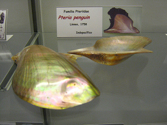 Pteria penguin