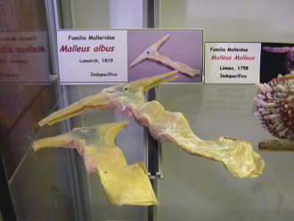 Malleus albus