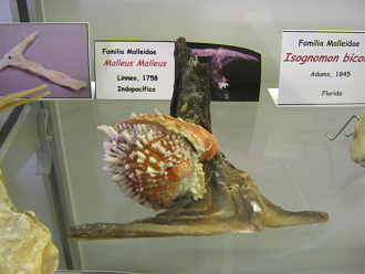 Malleus malleus