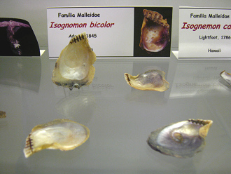 Isognomon bicolor