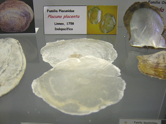 Placuna placenta