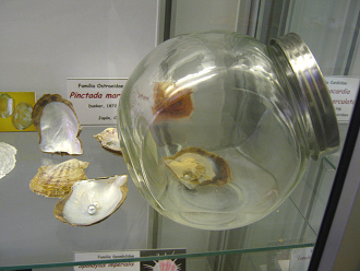 Pinctada martensi