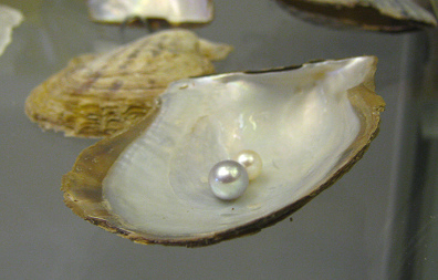 Pinctada martensi con perla