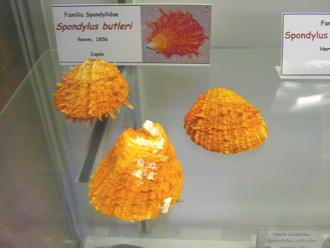 Spondylus butleri