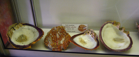 Spondylus calcifer, vista total