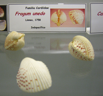 Fragum unedo