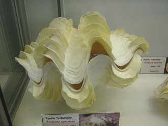 Tridacna squamosa