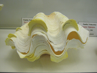 Tridacna m�xima