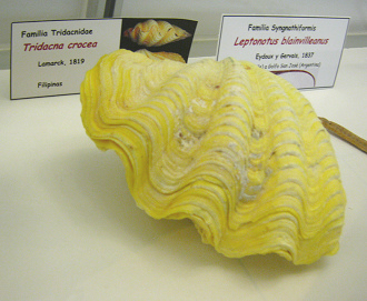 Tridacna crocea