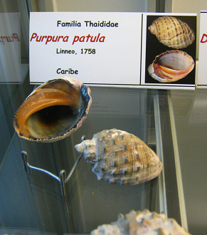 Purpura patula