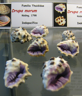 Drupa morum