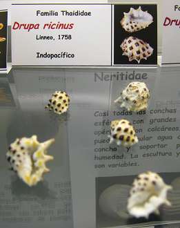 Drupa ricinus