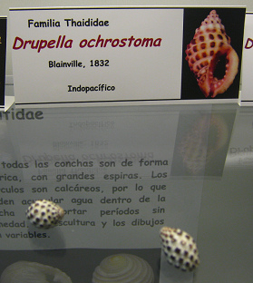 Drupella ochrostoma