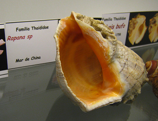 Rapana sp, placa
