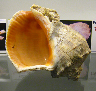 Rapana sp