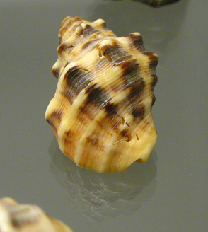 Mancinella mancinella, primer plano 01