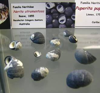 Nerita atramentosa