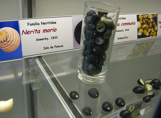 Nerita morio