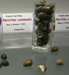 Neretina communis 01, placa