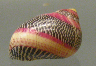 Neretina communis 02, primer plano