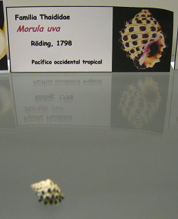 Morula uva