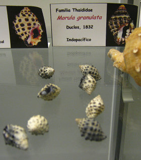 Morula granulata