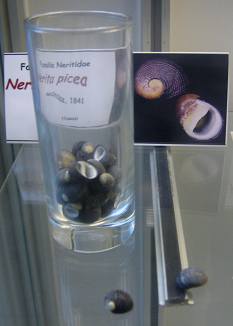 Nerita picea, vaso
