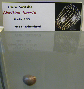 Nertitina turrita