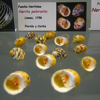 Nerita peloronta