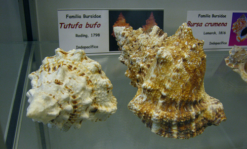 Tutufa bufo