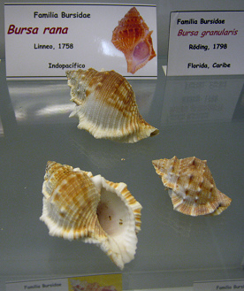 Bursa rana