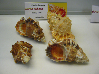Bursa rubeta