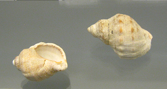 Thais haemastoma, primer plano