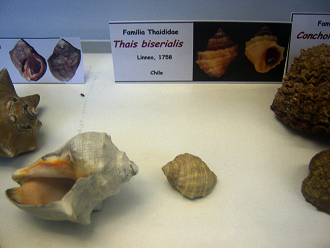 Thais biserialis