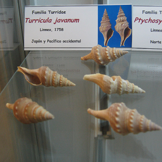 Turricula javanum