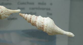 Lephiotoma acuta, primer plano