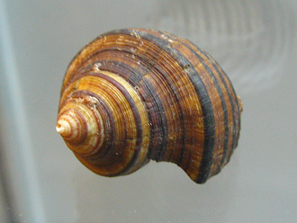 Opeatostoma pseudodon, primer
                                  plano 02